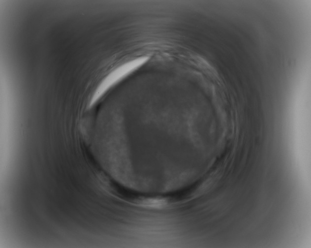 X0000083990217200703091852