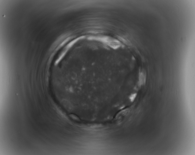 X0000083990243200703091851