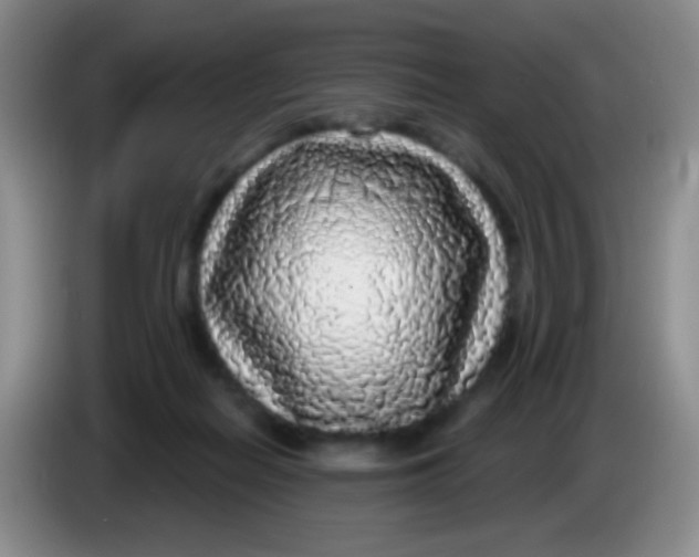 X0000083990266200703091851