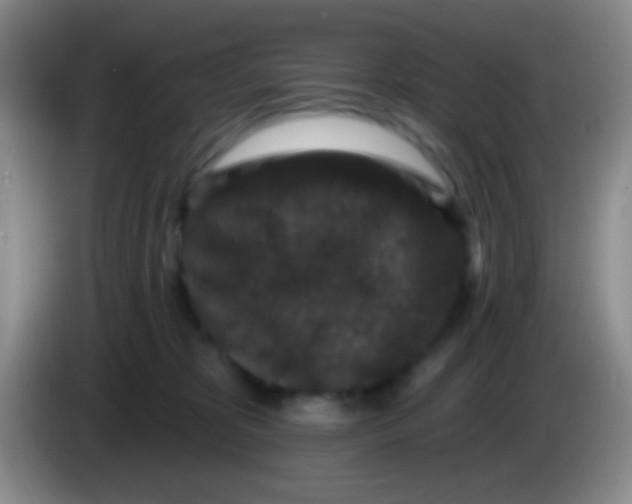 X0000083990325200703091850