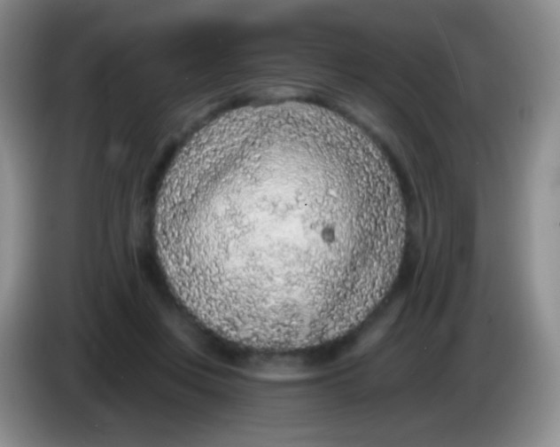 X0000083990359200703091850