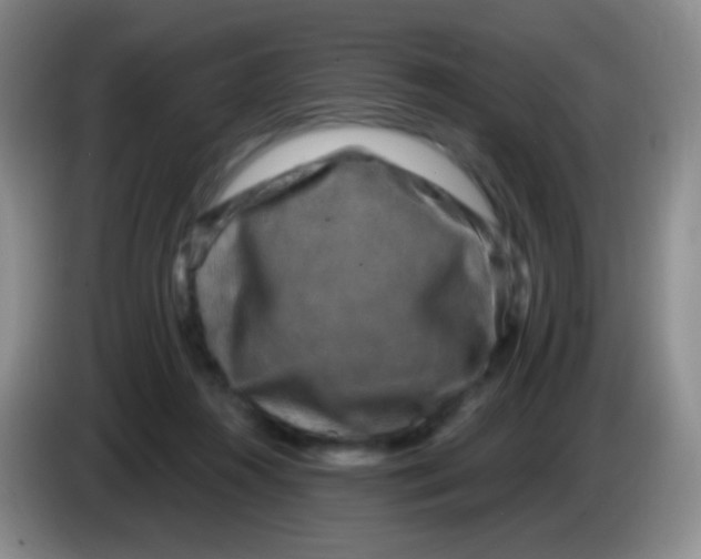 X0000083990360200703091850