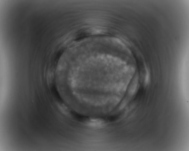 X0000083990376200703091850