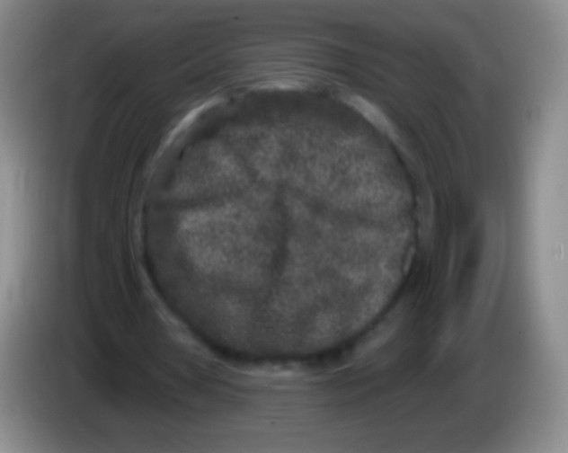 X0000083990386200703091850