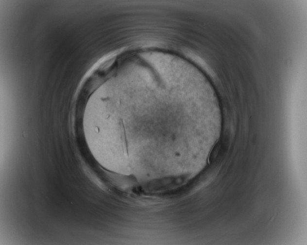 X0000083990391200703091849