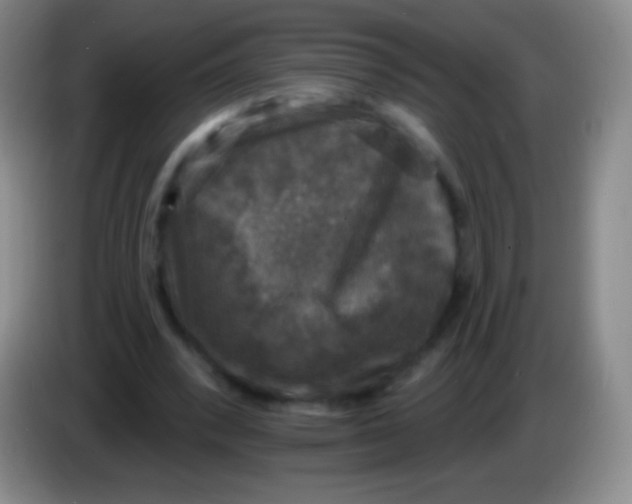 X0000083990392200703091849