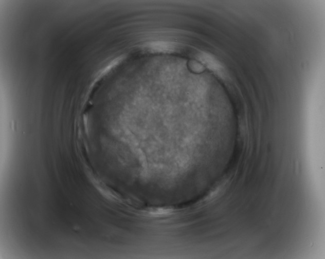 X0000083990398200703091849