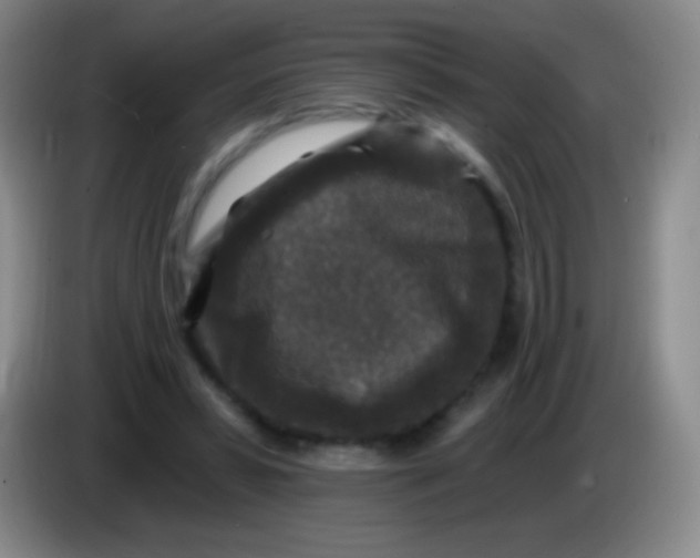 X0000083990399200703091849