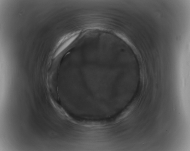 X0000083990434200703091848