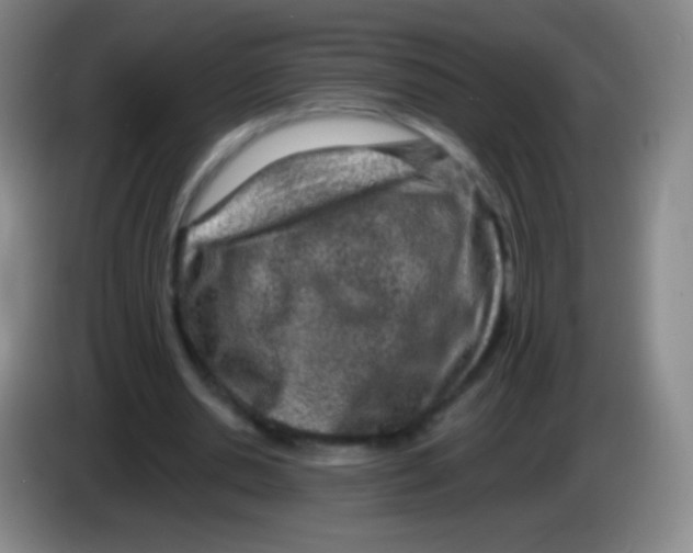 X0000083990438200703091848