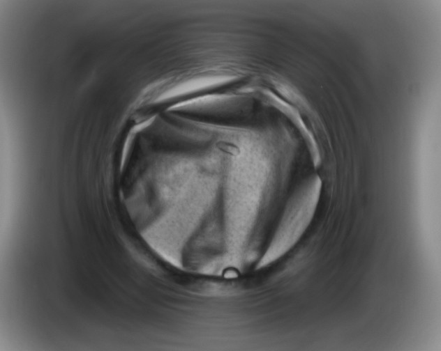 X0000083990442200703091848