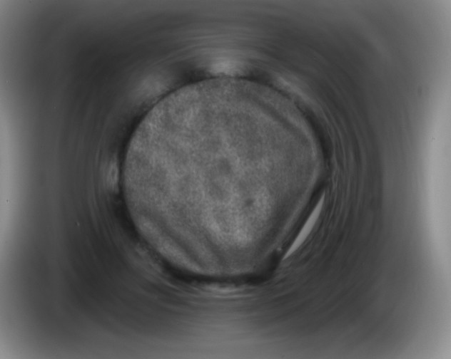 X0000083990502200703091848