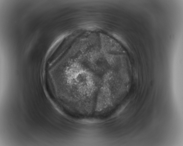 X0000083990630200703091846