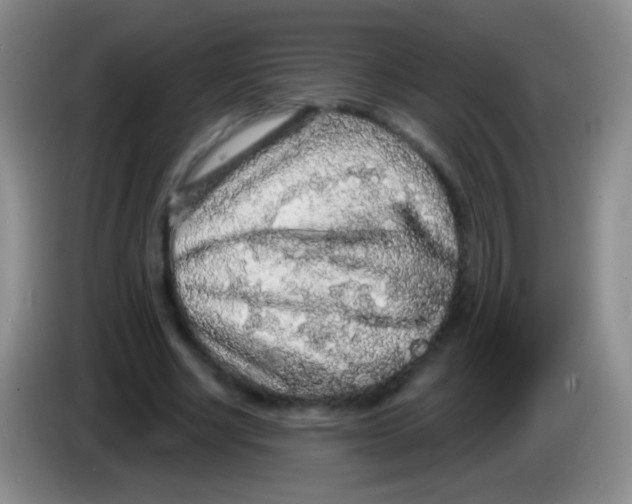 X0000083990634200703091846