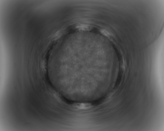 X0000083990663200703091846