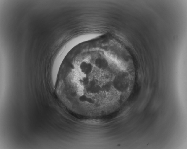 X0000083990691200703091845