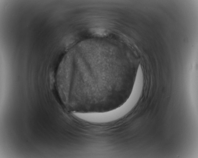 X0000083990707200703091845