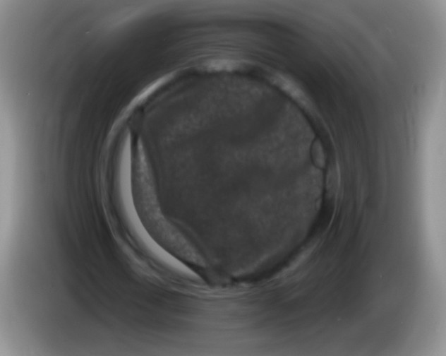 X0000083990722200703091844