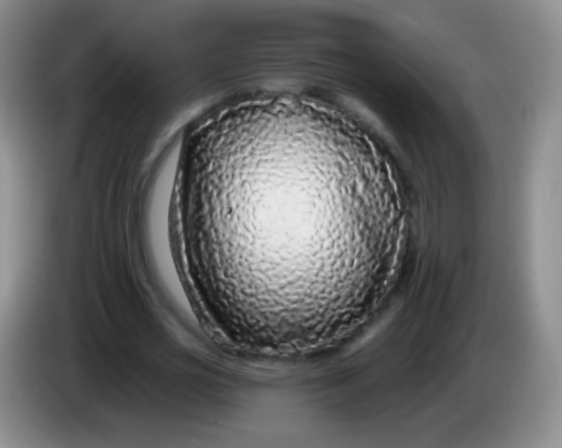 X0000083990725200703091844