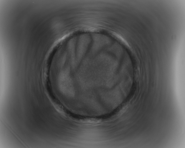 X0000083990736200703091845