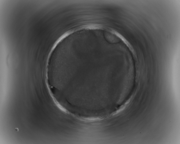 X0000083990853200703091844