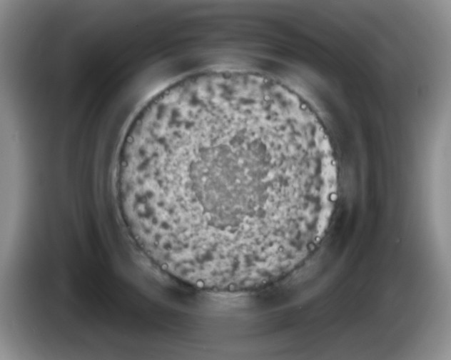 X0000083990856200703091844