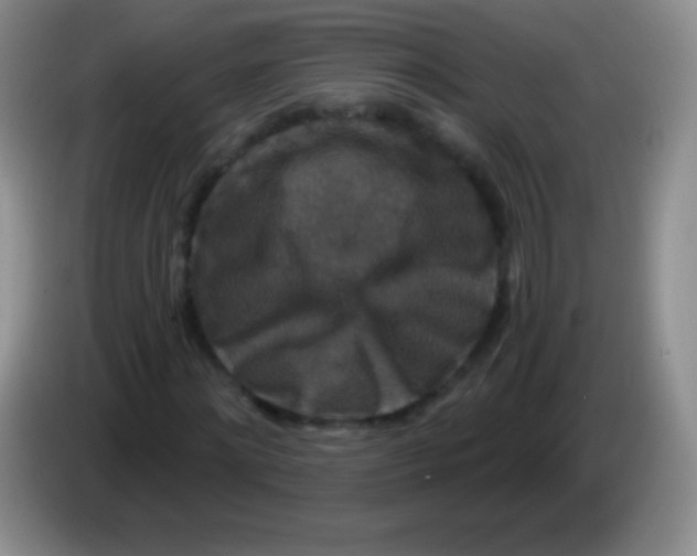 X0000083990868200703091843