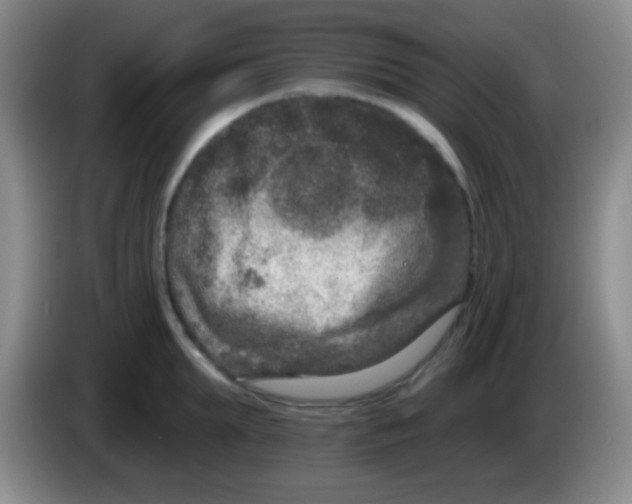 X0000083990903200703091843