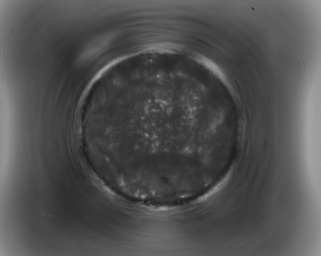 X0000083990923200703091842