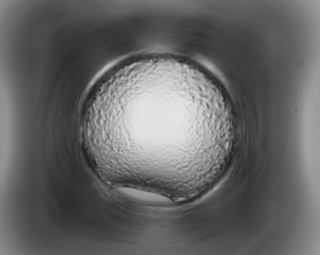 X0000083990925200703091842