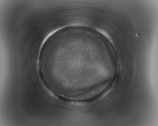 X0000083990928200703091842