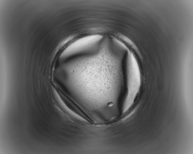 X0000083990930200703091842