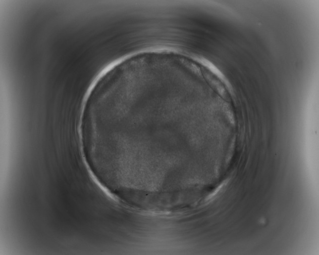 X0000083990943200703091842