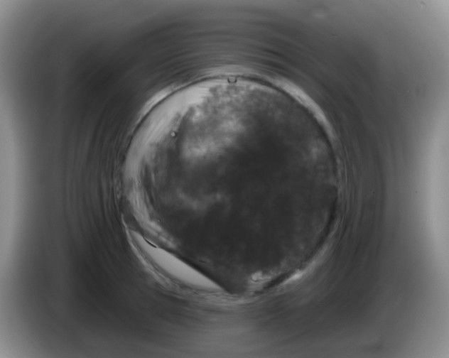 X0000083990945200703091842