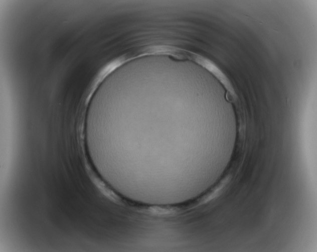 X0000083990954200703091842