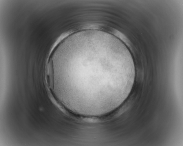 X0000083990994200703091841