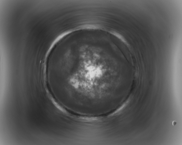 X0000083991030200703091841