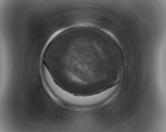 X0000083991038200703091841