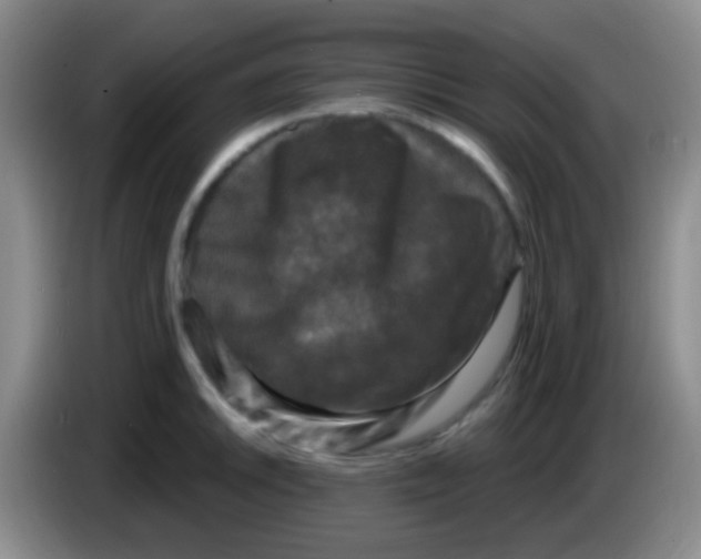 X0000083991046200703091841