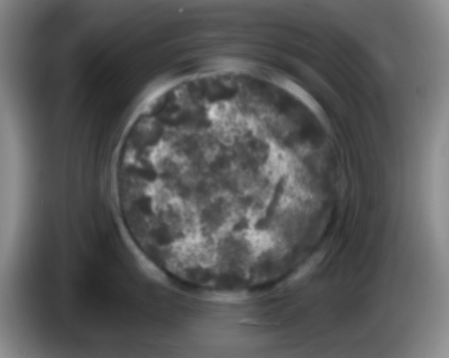 X0000083991055200703091841