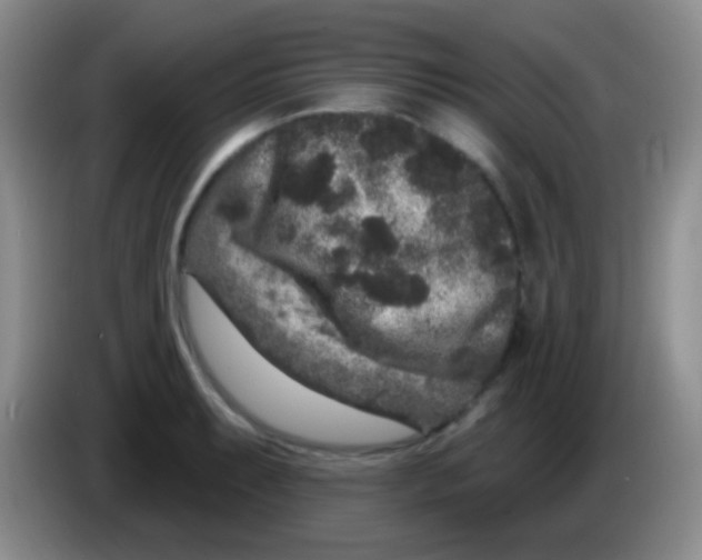 X0000083991087200703091840