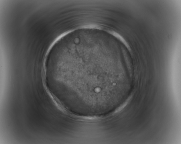 X0000083991125200703091839