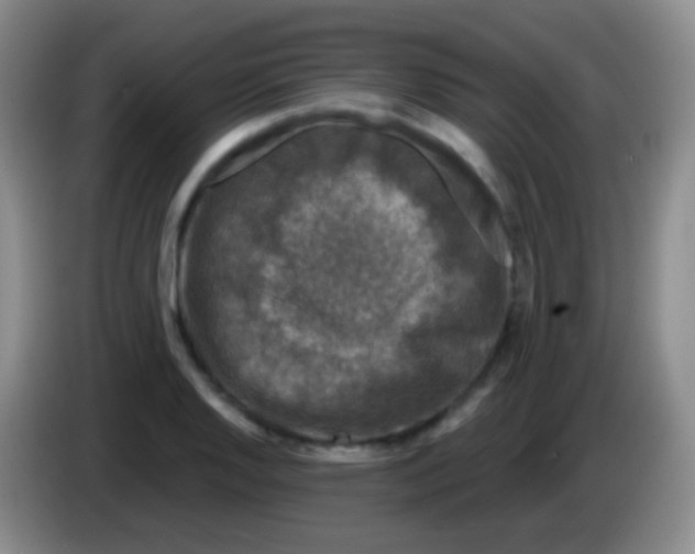 X0000083991128200703091839