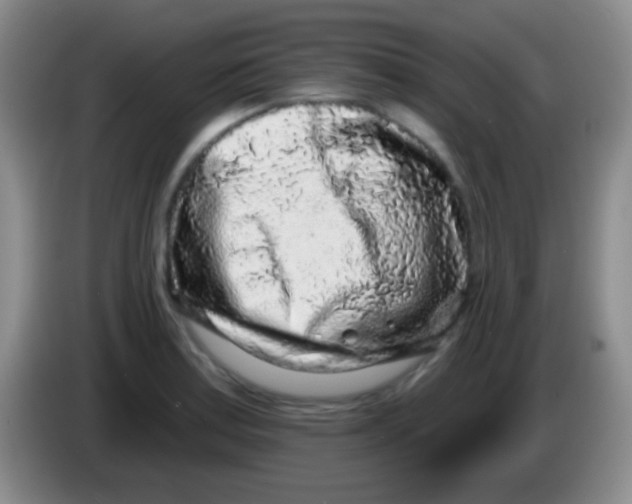 X0000083991179200703091839