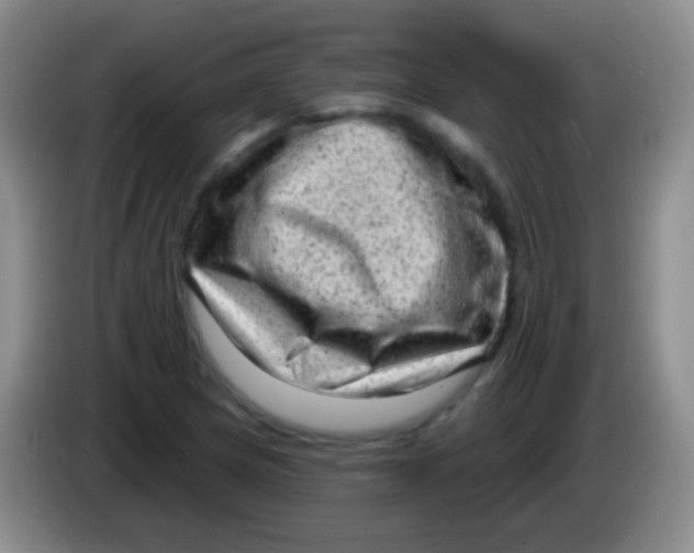 X0000083991217200703091838