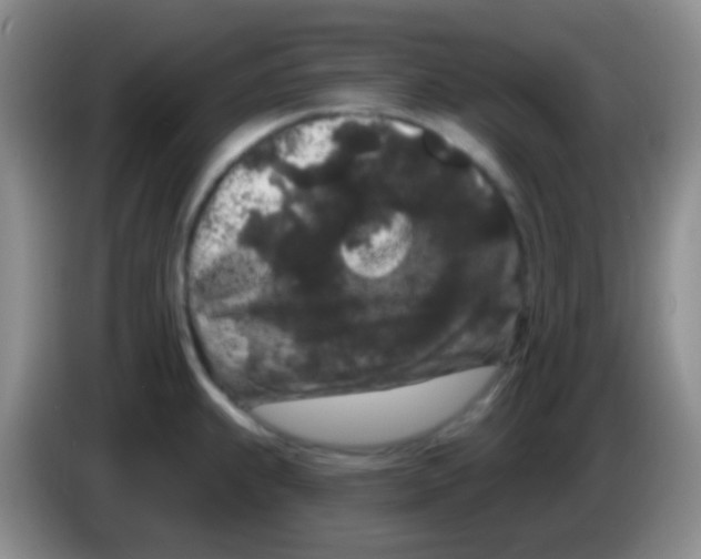 X0000083991239200703091838