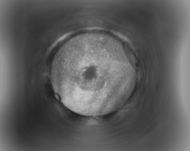 X0000083991255200703091838