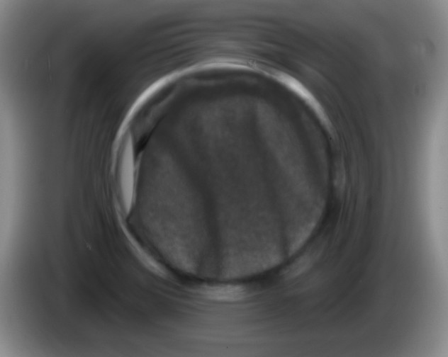 X0000083991372200703091836