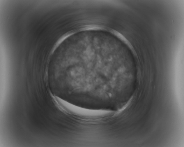 X0000083991417200703091835