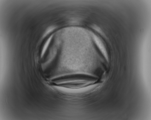 X0000083991450200703091835